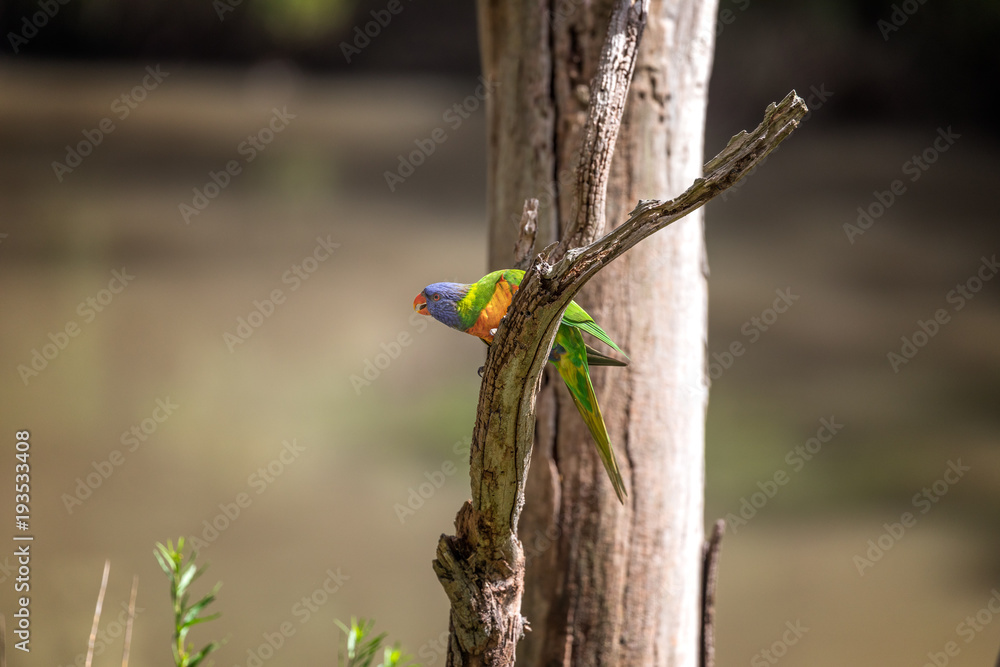Rainbow lorikeet on a dead tree branch calling its mates Rainbow lorikeet on a dead tree branch calling its mates