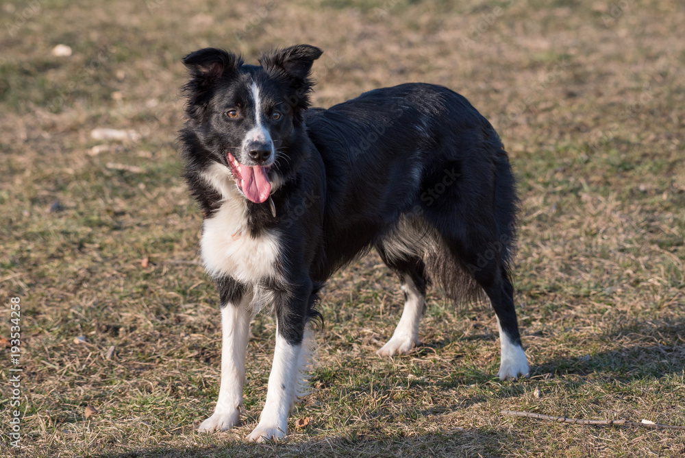 Portrait of young beautiful Border Collie dog outdoor