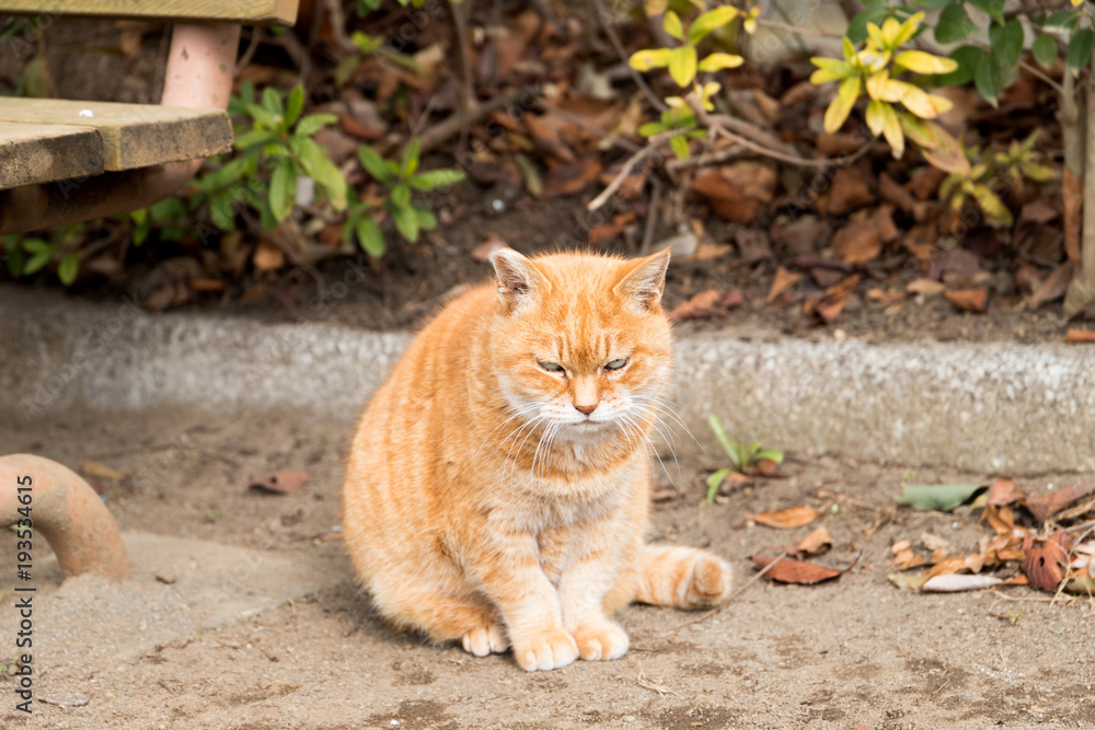 猫 猫