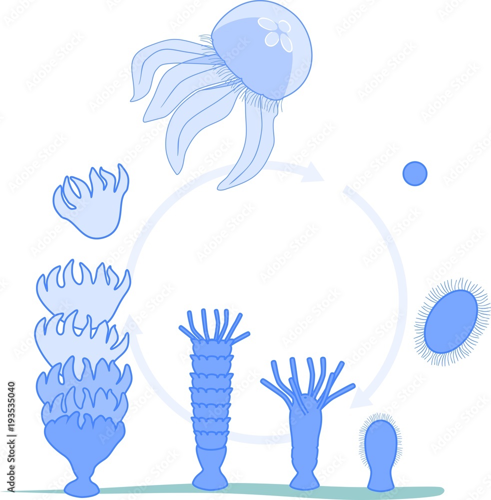 Fototapeta premium Developmental stages of jellyfish life cycle