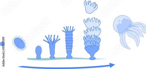 Developmental stages of jellyfish life cycle