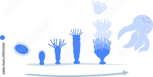 Developmental stages of jellyfish life cycle