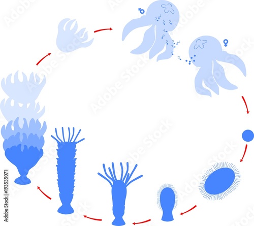 Developmental stages of jellyfish life cycle