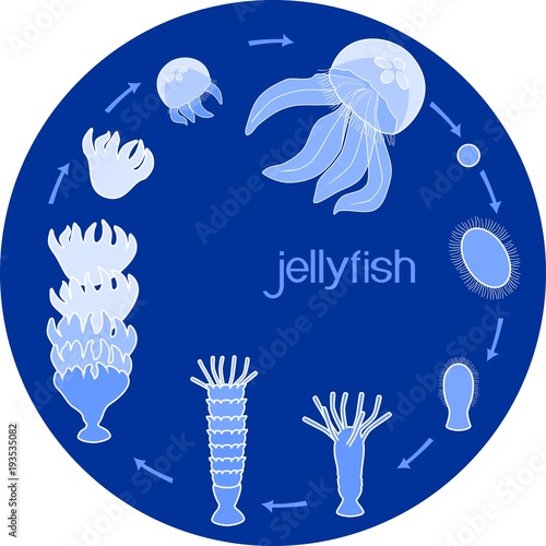 Developmental stages of jellyfish life cycle