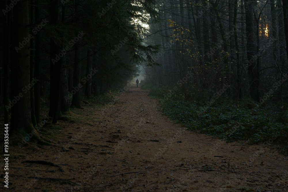 Obraz premium Wald Spazierweg Abendstimmung Spaziergänger