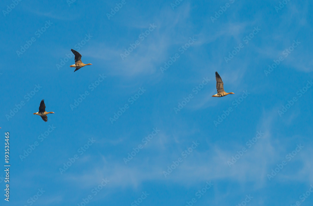 Geese flying into sunlight in winter

