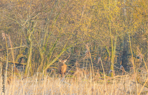 Fototapeta Naklejka Na Ścianę i Meble -  Deer in a forest in sunlight in winter