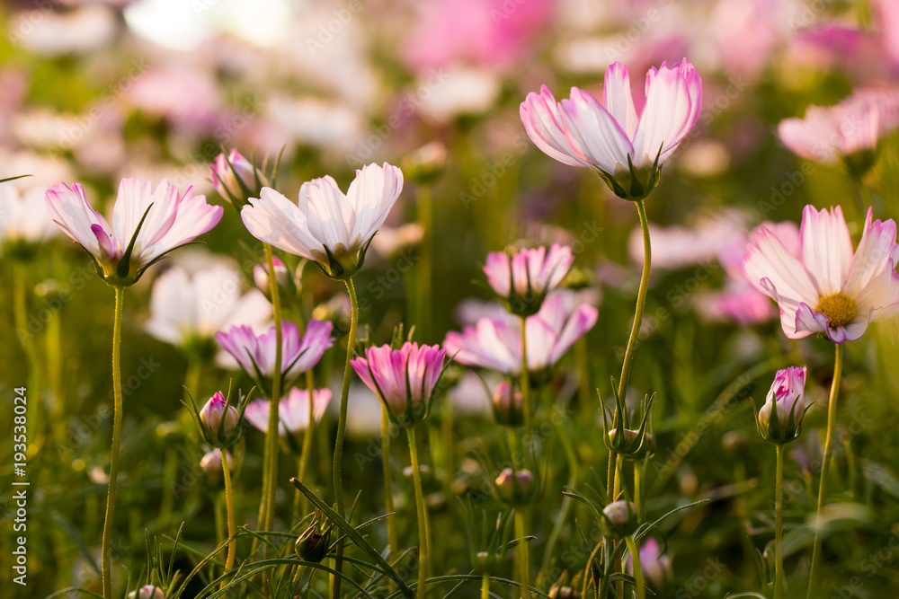 Beautiful pink cosmos flowers in sunset, natural background