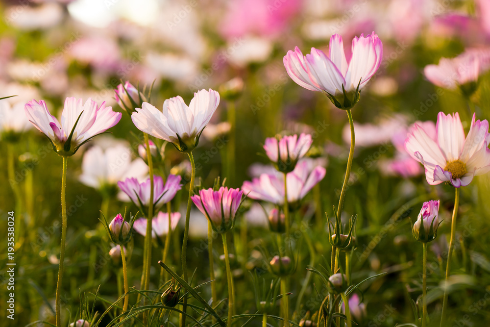 Beautiful pink cosmos flowers in sunset, natural background Beautiful pink cosmos flowers in sunset, natural background