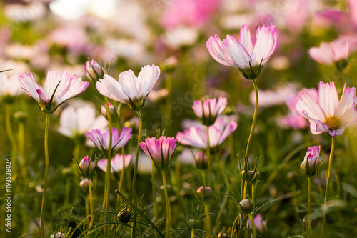 Beautiful pink cosmos flowers in sunset  natural background