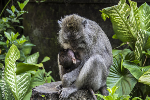 Baby monkey with family in Ubud Sacred Monkey Forest in Bali