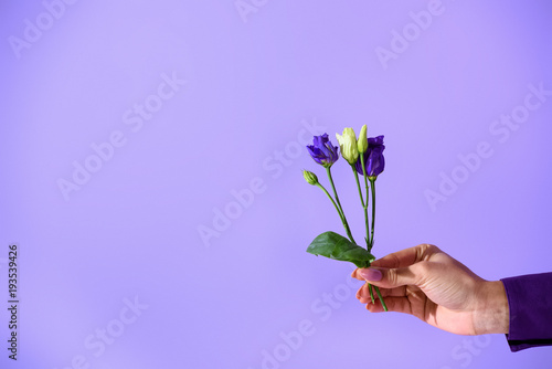 cropped view on hand holding purple eustoma flowers, isolated on ultra violet