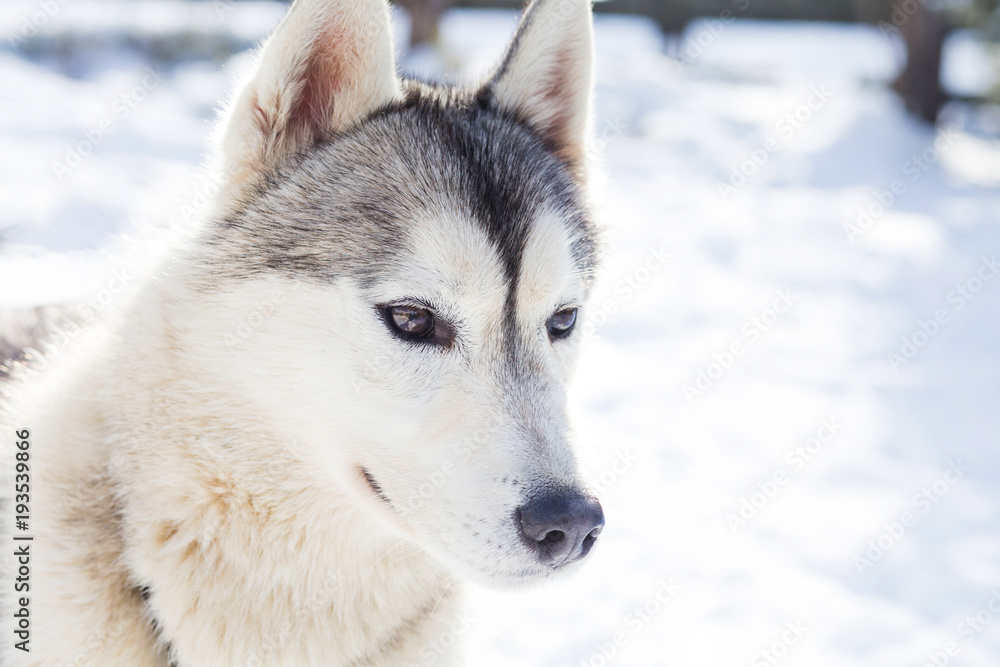 Siberian husky in the snow
