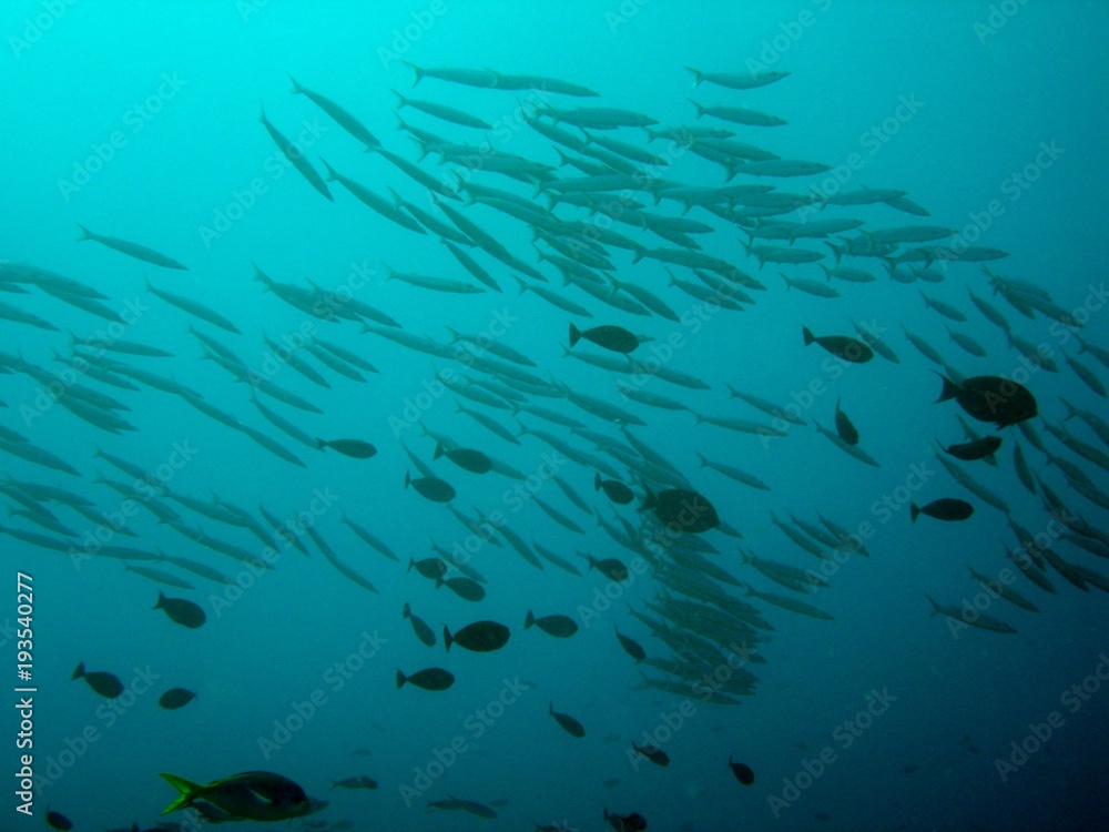 Tropical fish underwater on a coral reef Tropical fish underwater on a coral reef