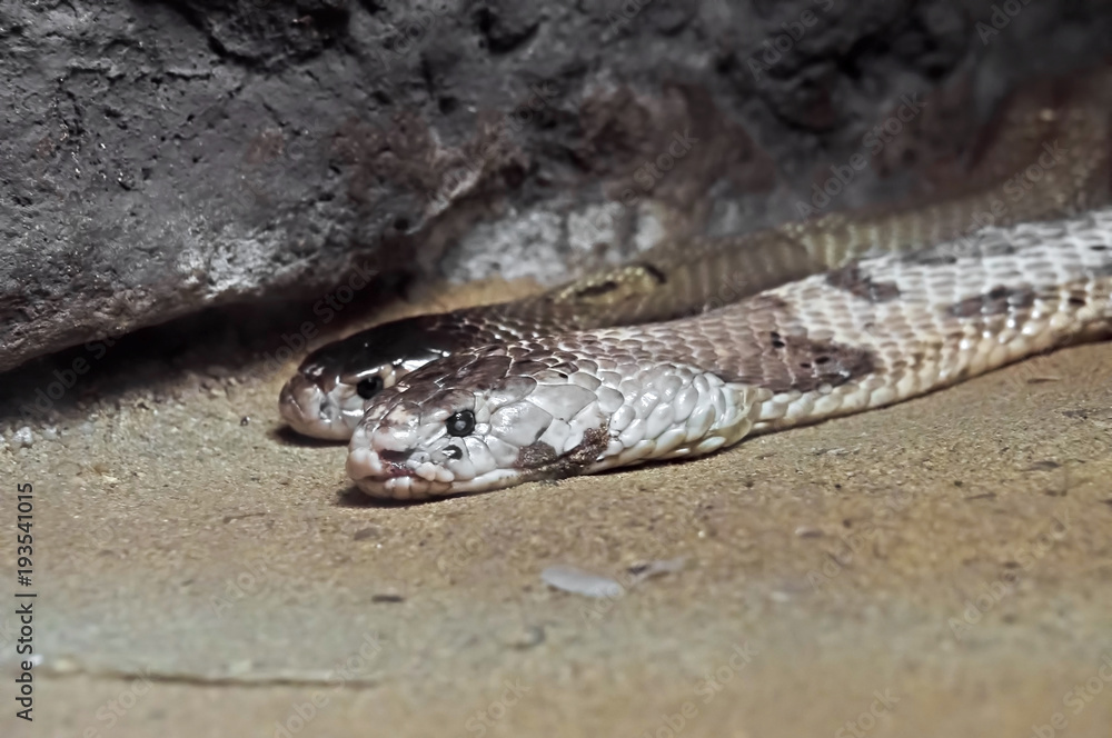 Dual Monocled Cobra on Sand in The Cave Dual Monocled Cobra on Sand in The Cave