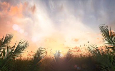 Palm branches over blurred golden sunset sky background for Palm Sunday concept