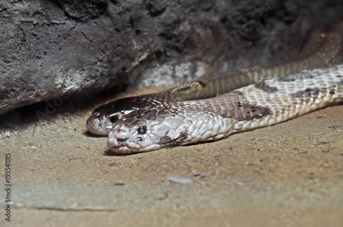 Dual Monocled Cobra on Sand in The Cave