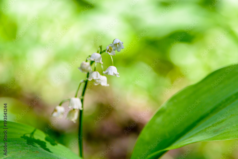 May lilies of the valley blossom with white buds in the form of bells May lilies of the valley blossom with white buds in the form of bells