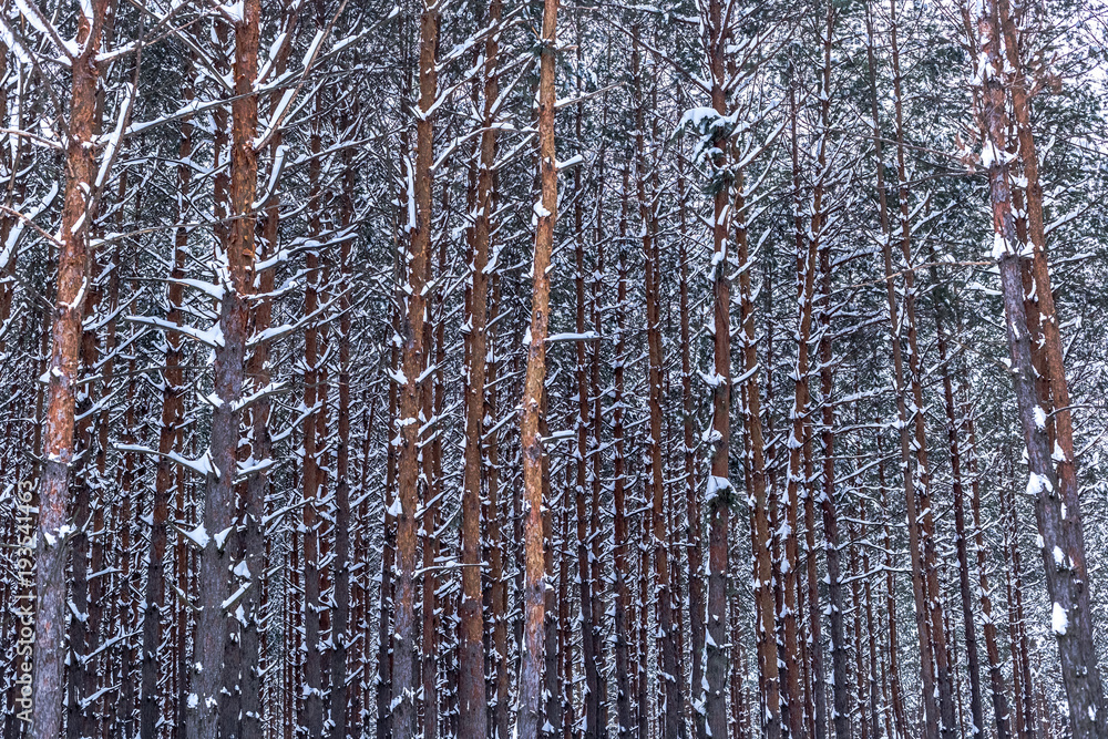 Fototapeta premium Pine trees in winter forest