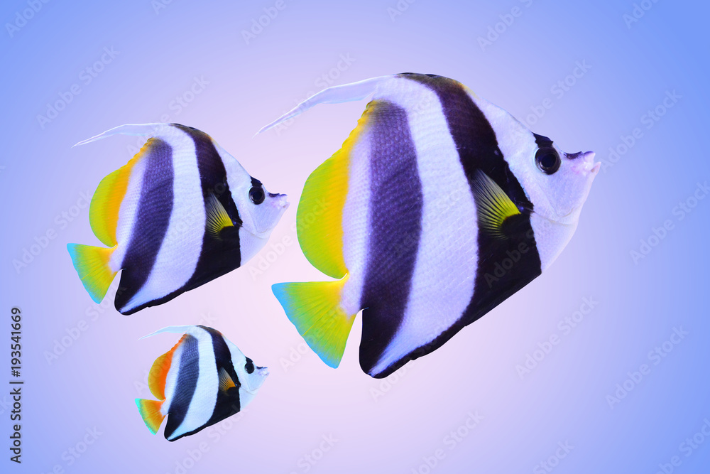 Family of sea fish or Family of salt water fish or Family butterfly fish or Family of copperband