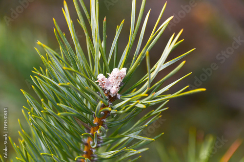 Pine needles close up shot on natural light on springtime.