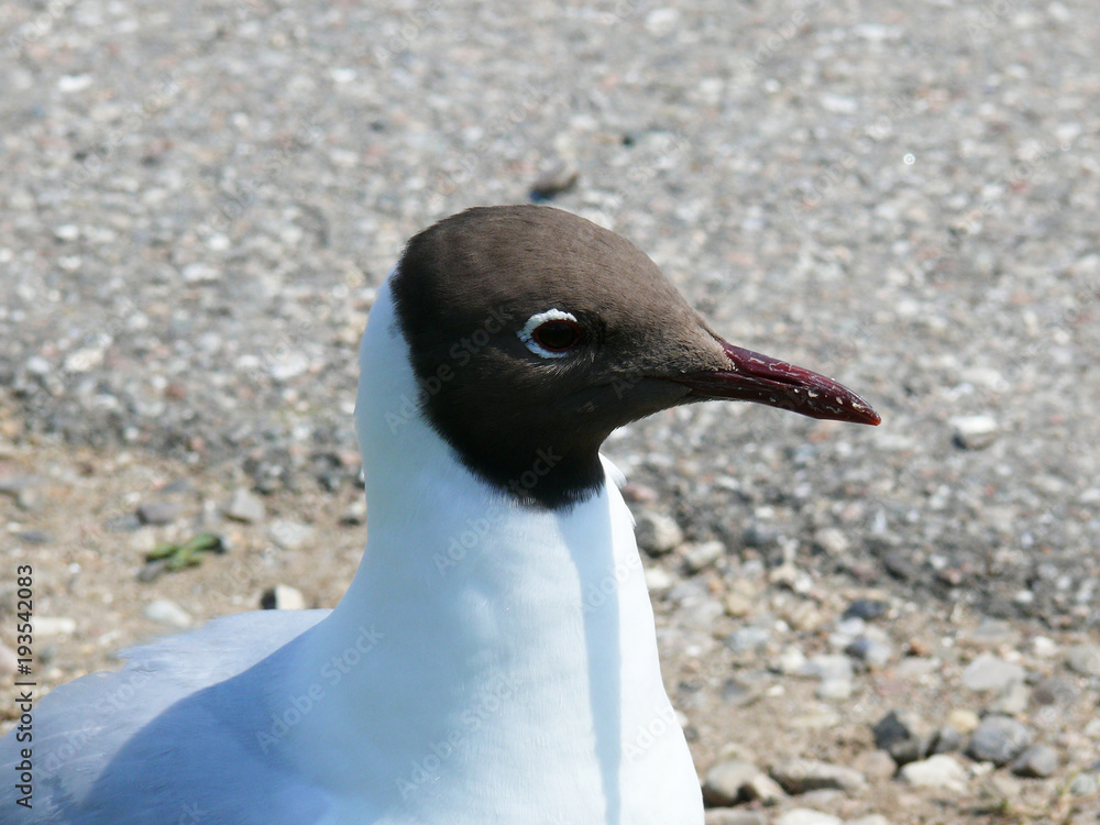 Obraz premium Mövenkopf