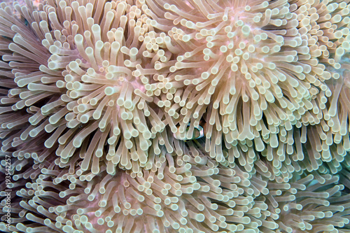 Принти на полотні Beautiful Underwater Anemone