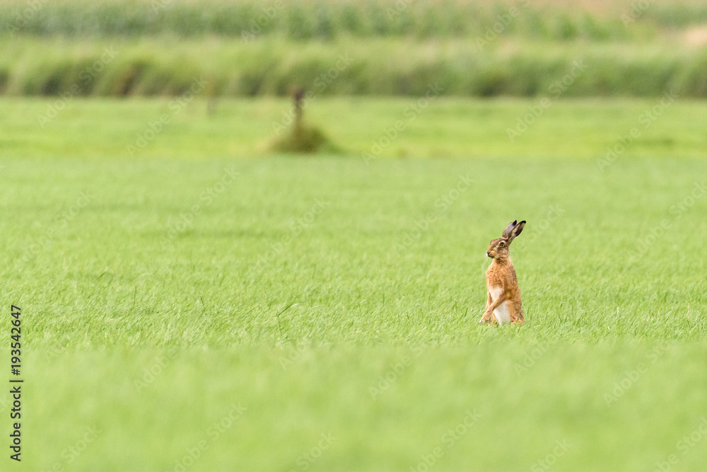 A hare is standing up in a field A hare is standing up in a field