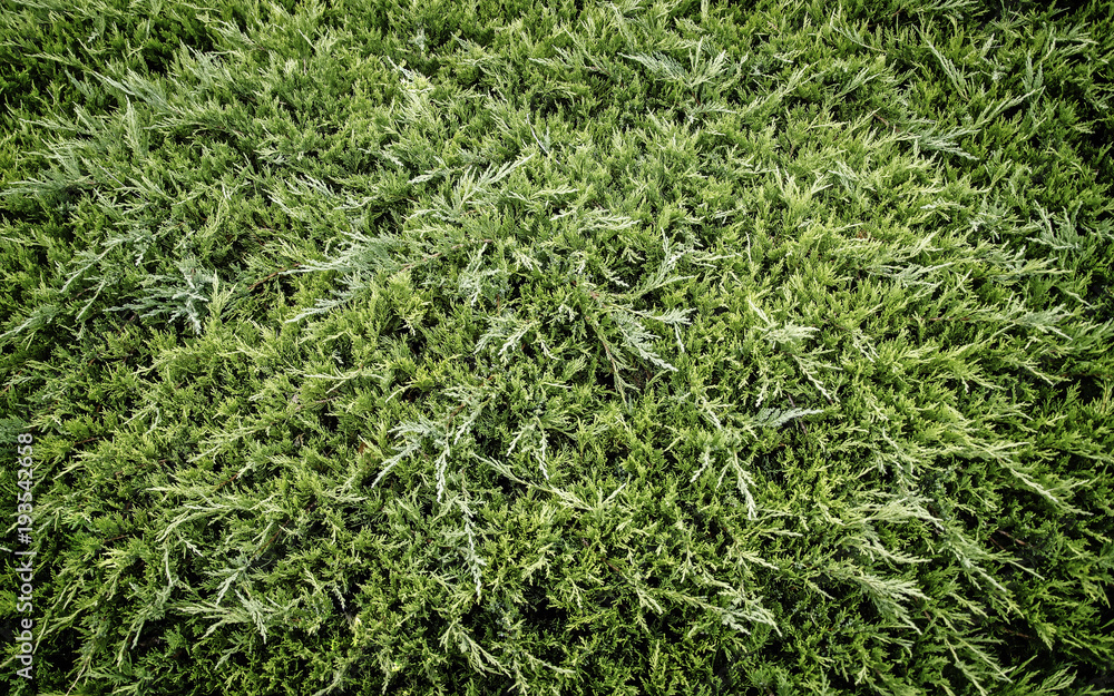 The low-growing shrub of thuja as background The low-growing shrub of thuja as background