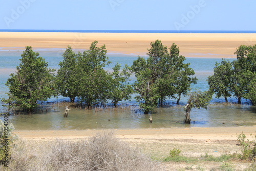 Mangrovenwald in Madagaskar