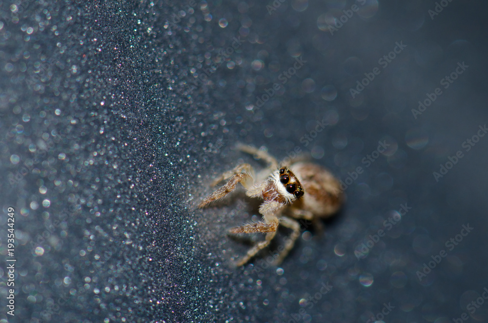 Fototapeta premium Jumping spider (Salticidae). Garajonay National Park. La Gomera. Canary Islands. Spain.
