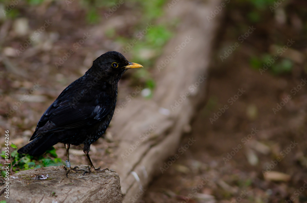 Blackbird (Turdus merula). Male. La Laguna Grande. Garajonay National Park. La Gomera. Canary Islands. Spain. Blackbird (Turdus merula). Male. La Laguna Grande. Garajonay National Park. La Gomera. Canary Islands. Spain.