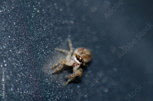 Jumping spider  Salticidae . Garajonay National Park. La Gomera. Canary Islands. Spain.