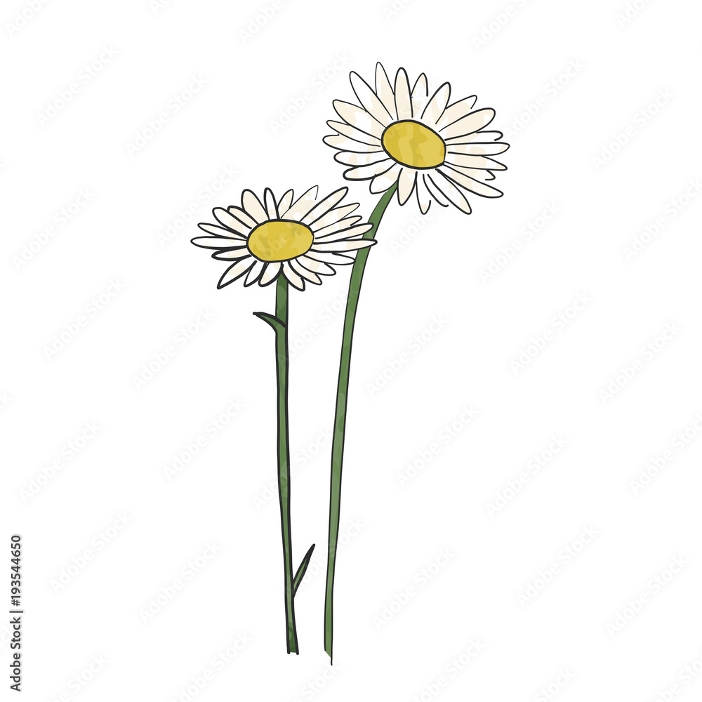 Hand drawn daisy flower, vector Stock Vector Adobe Stock