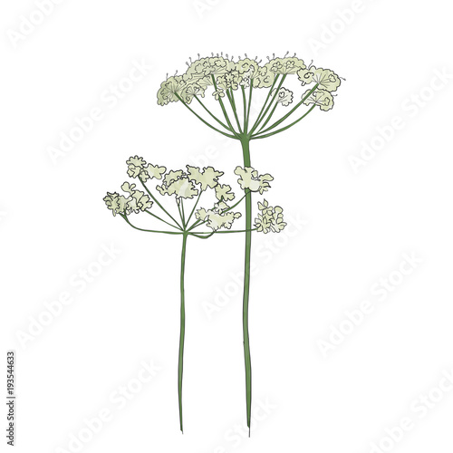 Hand drawn cow parsley, vector