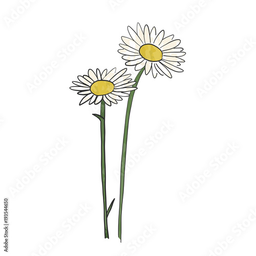 Hand drawn daisy flower, vector