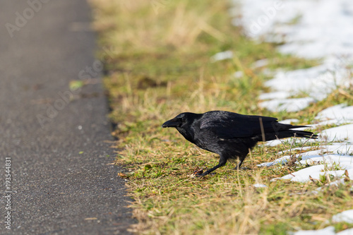 carrion crow raven (corvus corone) standing in meadow, street, snow photo