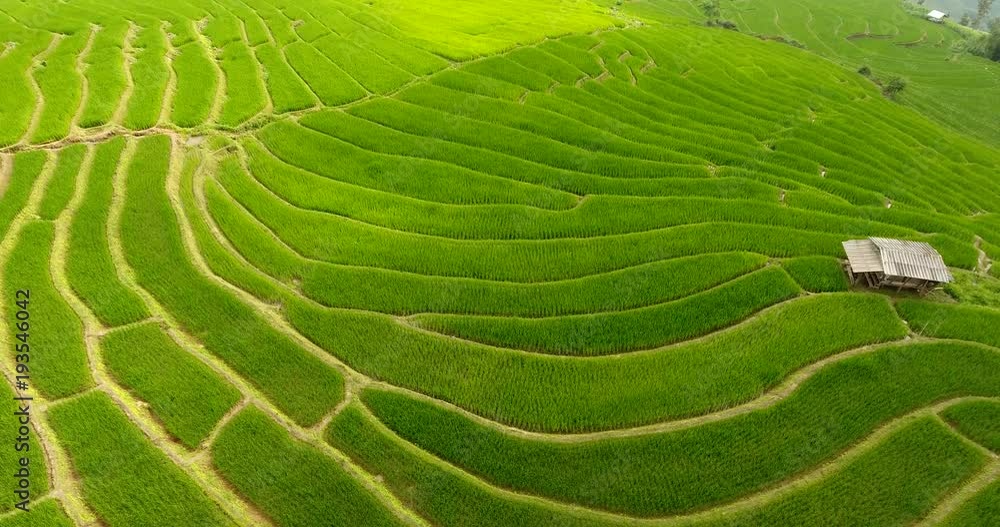 Super Asian Rice Field Asian rice field terrace on mountain side, lush agriculture land. Rice ...