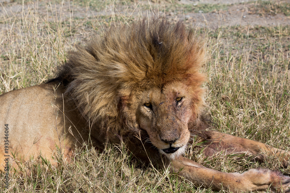 Löwe (Panthera leo)