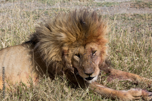 Wallpaper Mural Löwe (Panthera leo) Torontodigital.ca