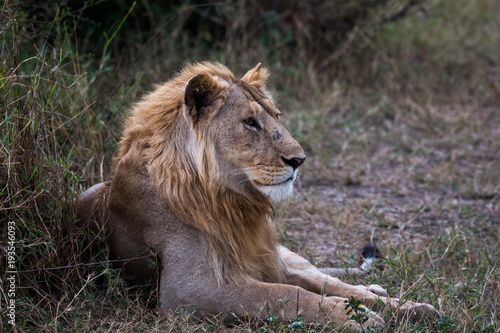 Löwe in der Wildnis von Tansania