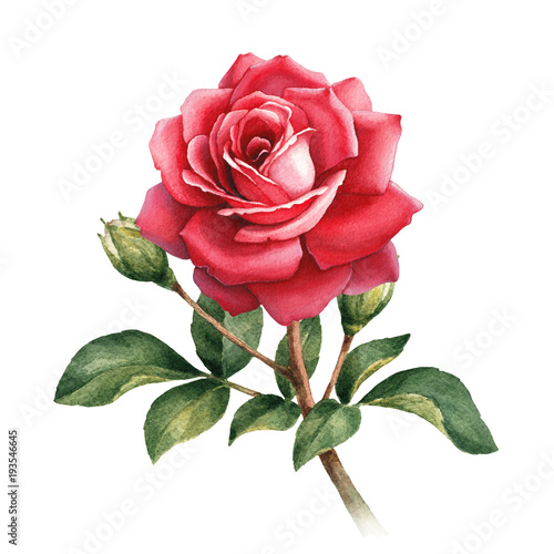 Fototapeta Akwarela ilustracja kwiat róży