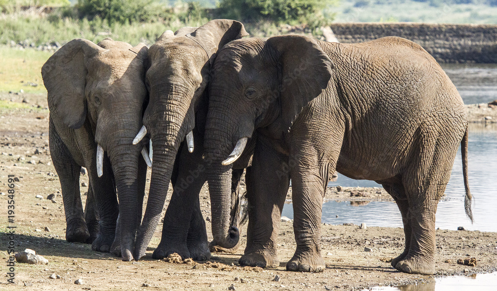 Fototapeta premium elephants at a waterhole