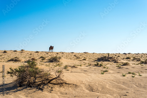 Dromedaries in Tunisia © Anibal Trejo