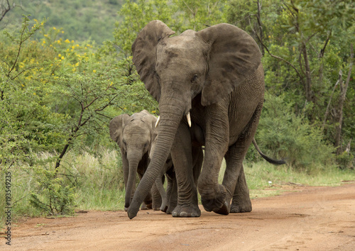elephant  mother and young