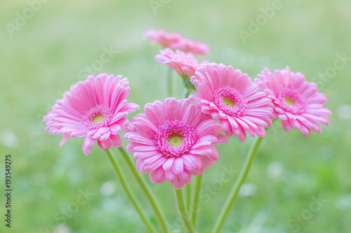 Pink Gerbera Daisy flowers on a blurred green background. Selective focus