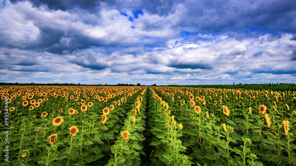 Sunflower field in summer