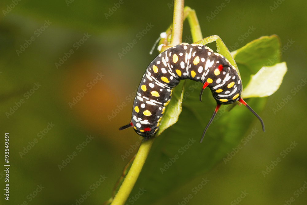 Butterfly caterpillar, Sanjay Gandhi National Park