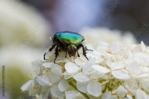 Green beetle on white flowers