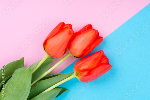 Fototapeta Naklejka Na Ścianę i Meble -  Beautiful red tulips on bright pastel background